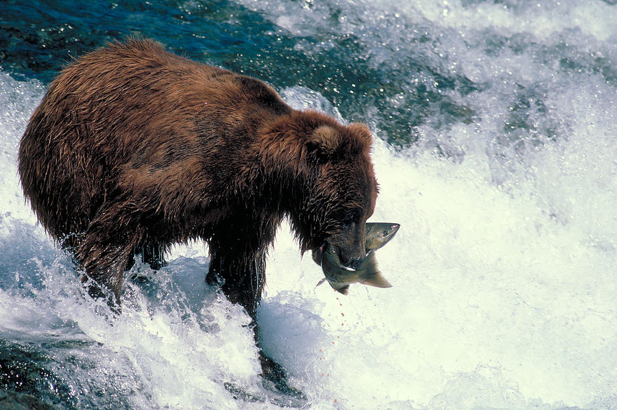 Brown Bear Fishing Photograph by Phil A. Dotson