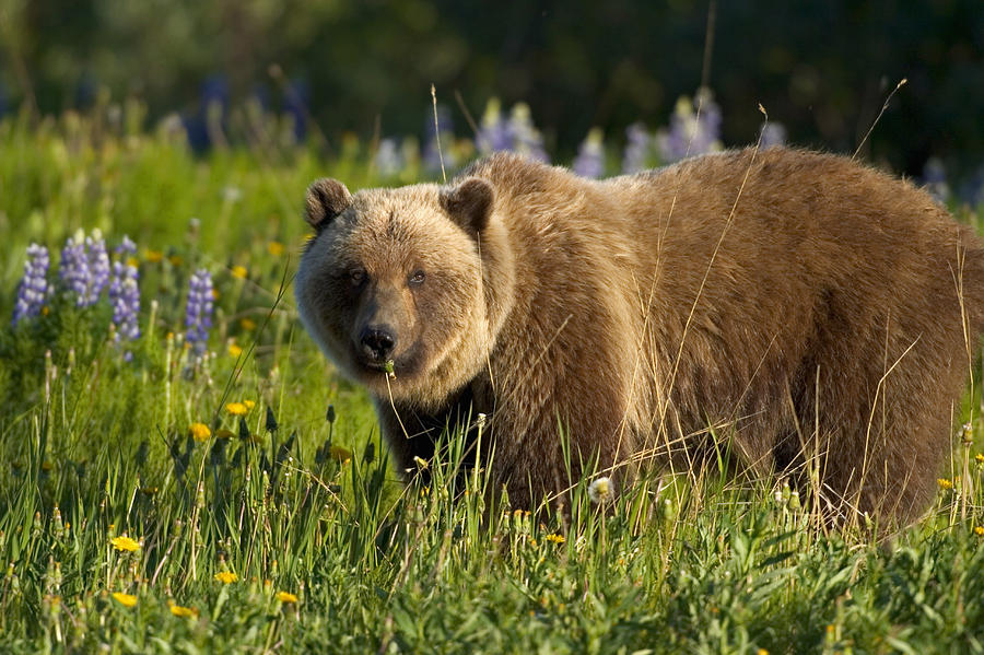 Spring Photograph - Brown Bear Foraging In Meadow Yukon by John Hyde