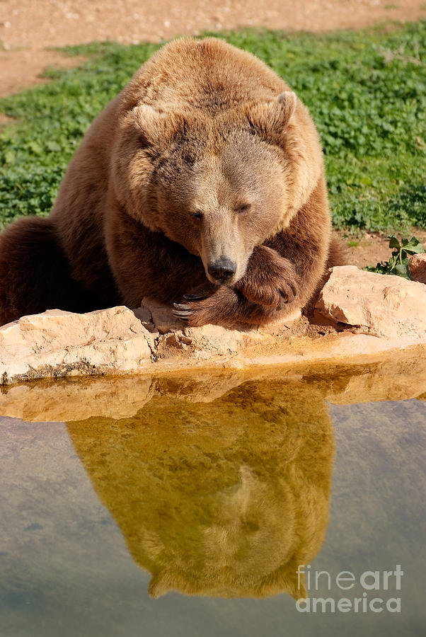Brown bear Photograph by George Atsametakis