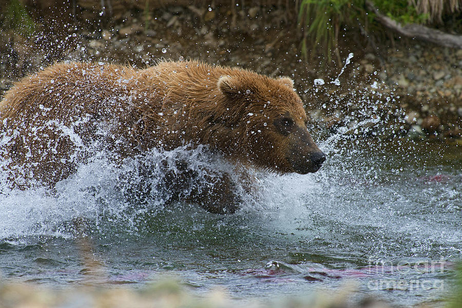 Brown Bear Giving Chase Photograph by Dan Friend