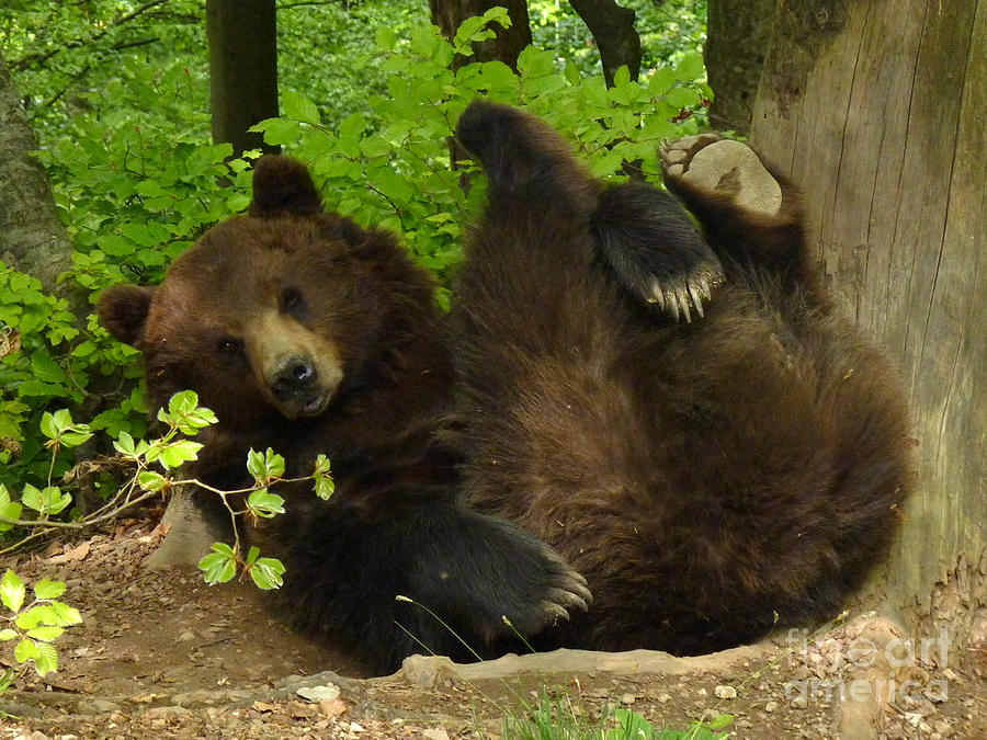 European Brown Bear - Relaxing Photograph by Phil Banks