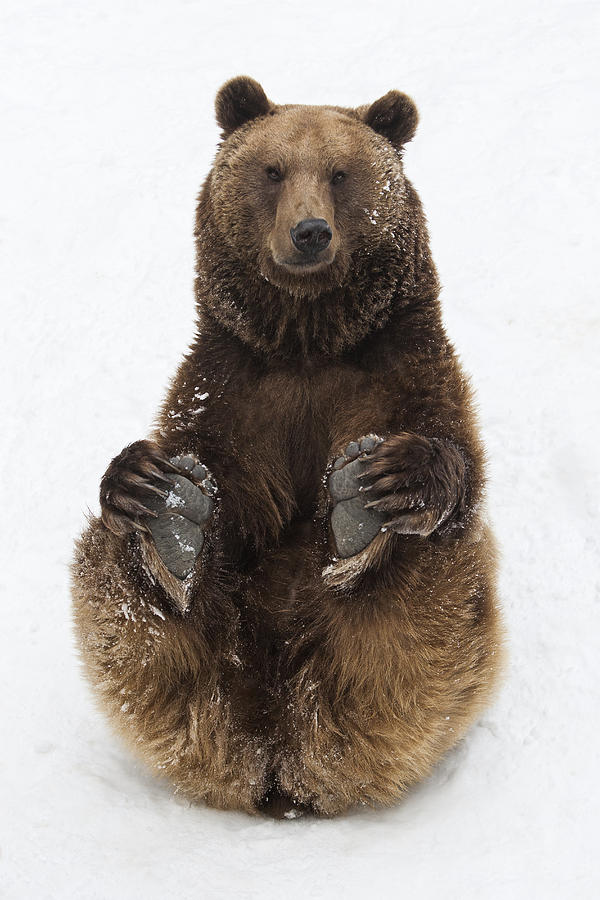 Brown Bear Holding Its Paws Germany Photograph by Duncan Usher