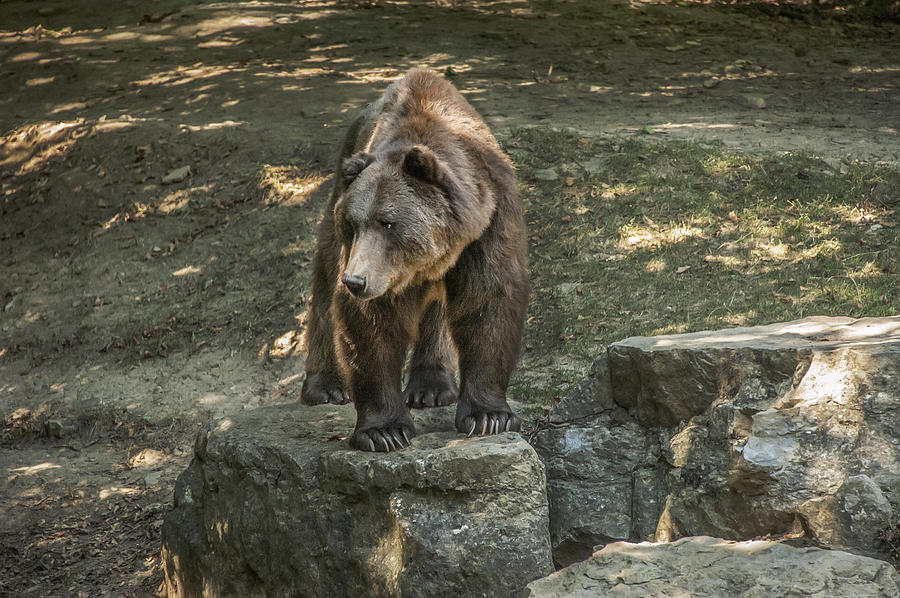 Brown Bear in Color Photograph by Patrick Boening