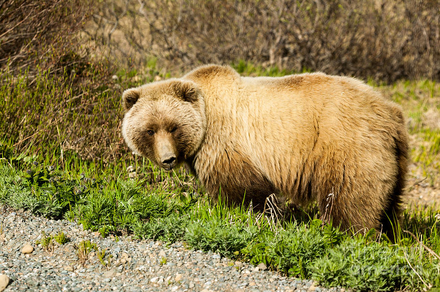 Brown Bear in Denali Photograph by Garry Williams - Fine Art America