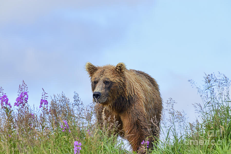 Brown bear in field Photograph by Dan Friend
