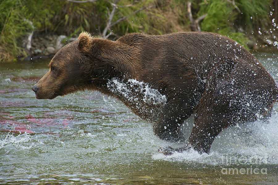 Brown Bear In Full Pursuit Photograph by Dan Friend