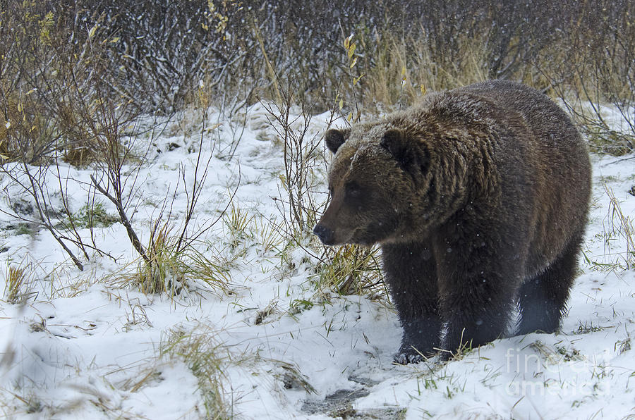 Brown Bear In Snow Photograph by Mark Newman