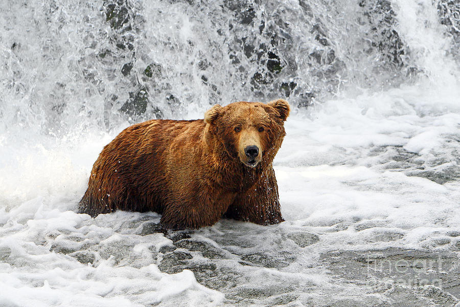 Brown Bear Jacuzzi Photograph by Bill Singleton