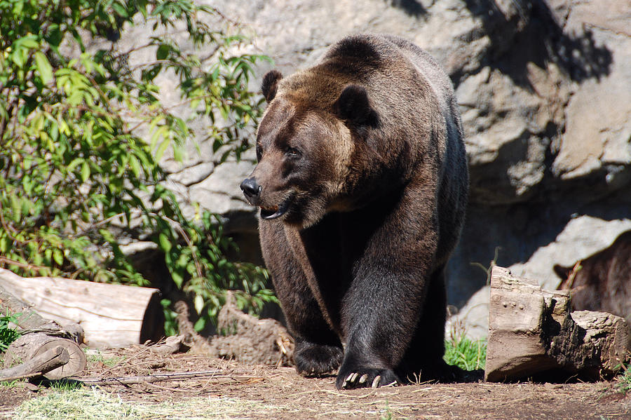 Brown Bear Photograph by John Schneider