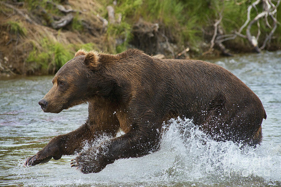 Brown Bear Jumping In Water Photograph by Dan Friend