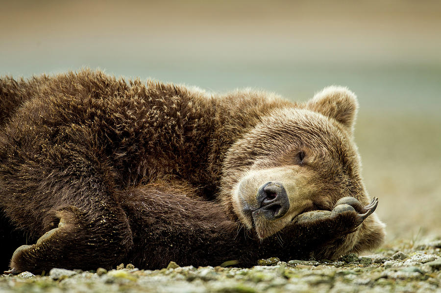 Brown Bear, Katmai National Park, Alaska Photograph by Paul Souders