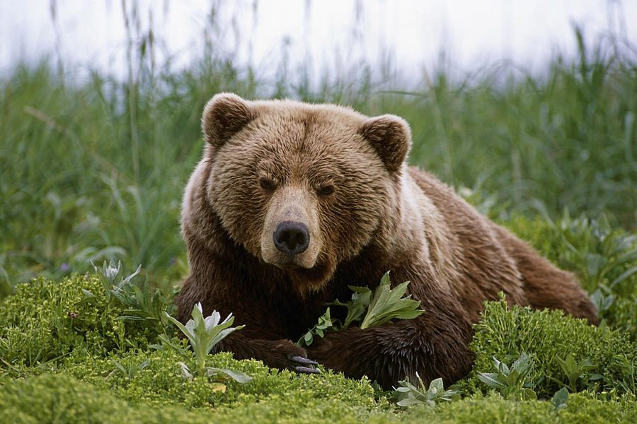 Brown Bear Laying In Grass Near Mcneil Photograph by Doug Lindstrand ...