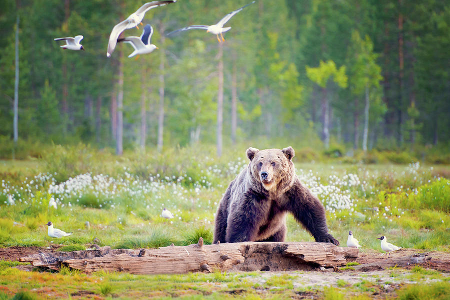 Nature Photograph - Brown Bear Looking At Seagulls In by Laurenepbath