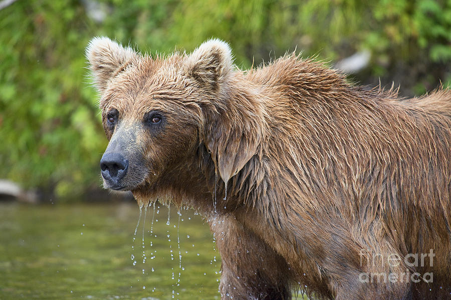 Brown Bear Looking Up After Trying Catch Salmon Photograph by Dan Friend