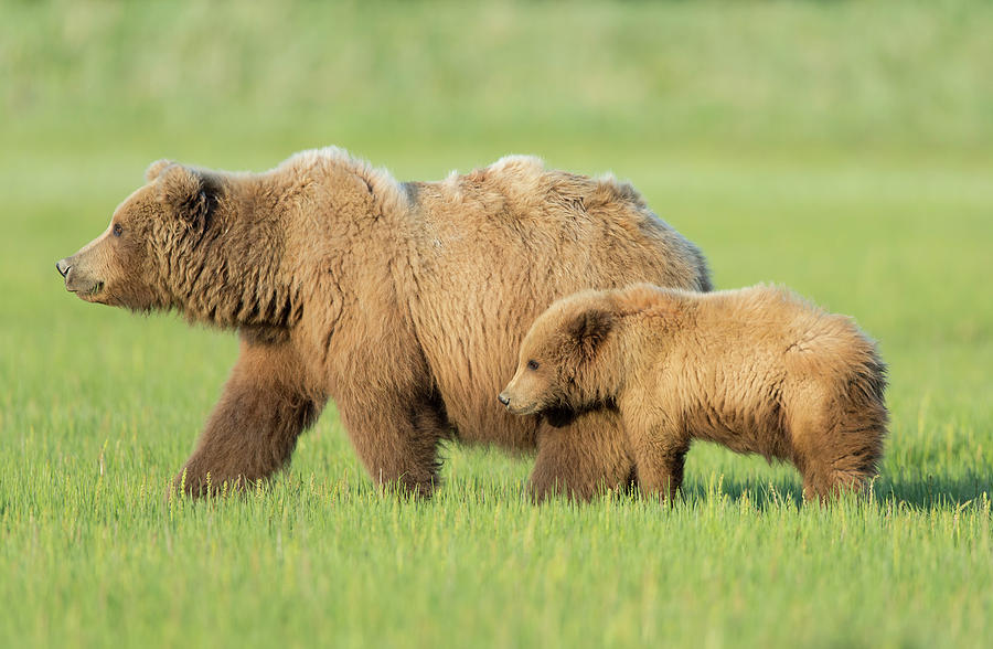 Brown Bear Mother And Cub, Alaska Photograph by David & Shiela Glatz Www.glatznaturephoto.com