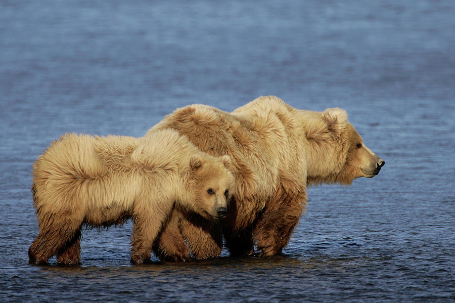 Katmai National Park Photograph - Brown Bear Mother And Cub by Manuel Presti/science Photo Library