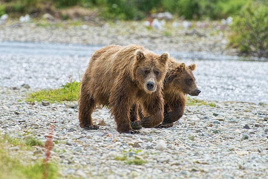 Brown Bear Mother And Cub Walking Up Stream Photograph by Dan Friend