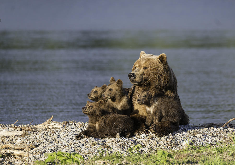 Brown bear mother and her four cubs. Photograph by By Wildestanimal
