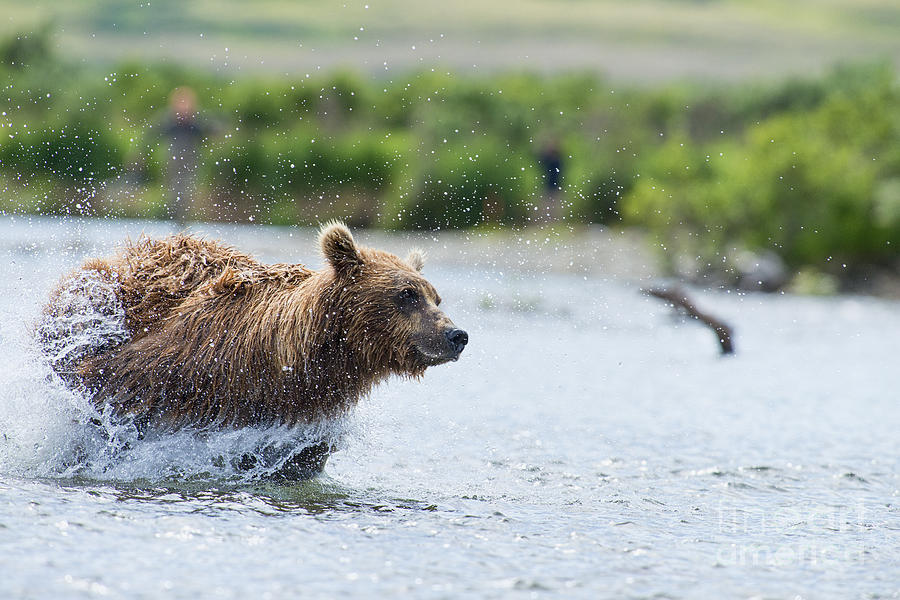 Brown Bear Mother Flying Through Water After Salmon Photograph by Dan Friend