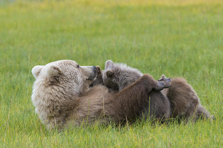 Lake Clark National Park Photograph - Brown Bear Nursing Cubs by John Shaw