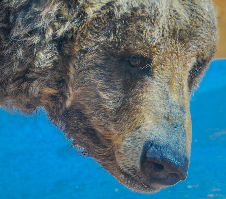 Brown Bear Portrait Photograph by Harry Strharsky