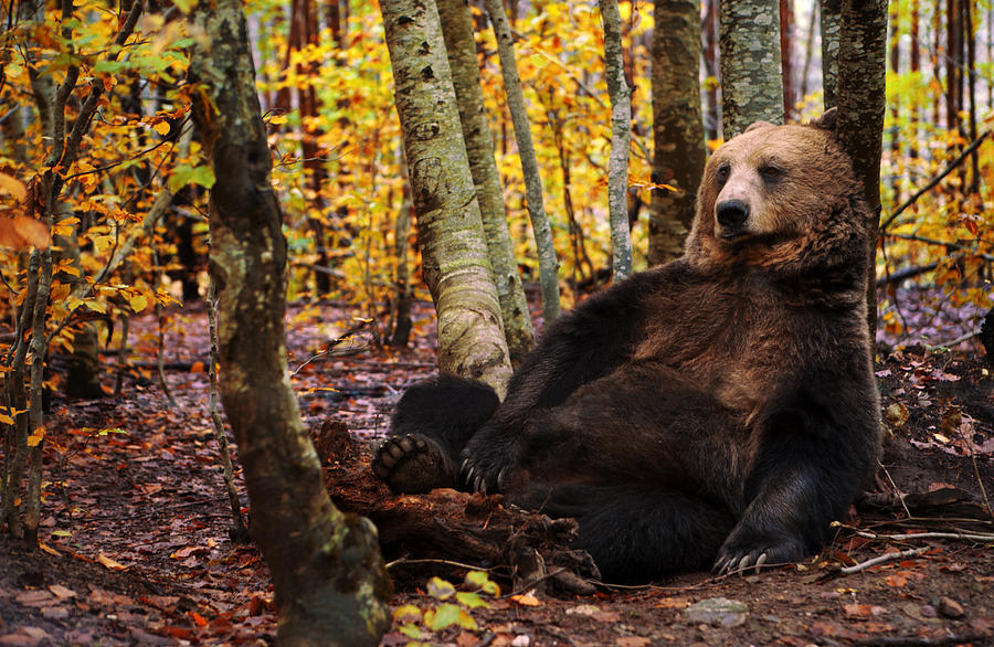Brown bear Photograph by Praetorianphoto
