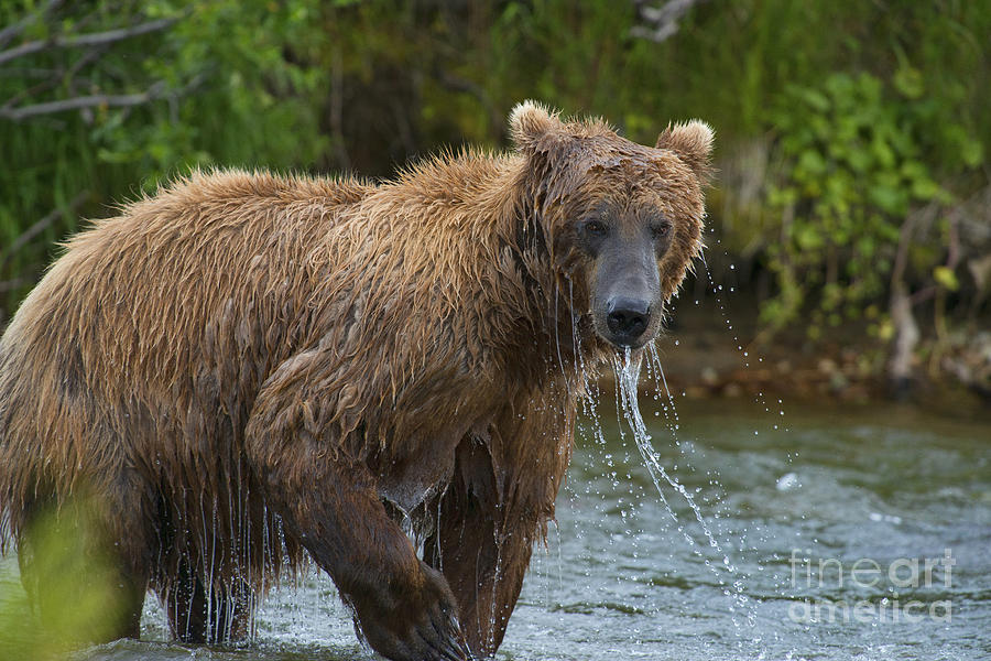 Brown Bear Raising Head Out Of Water Photograph by Dan Friend