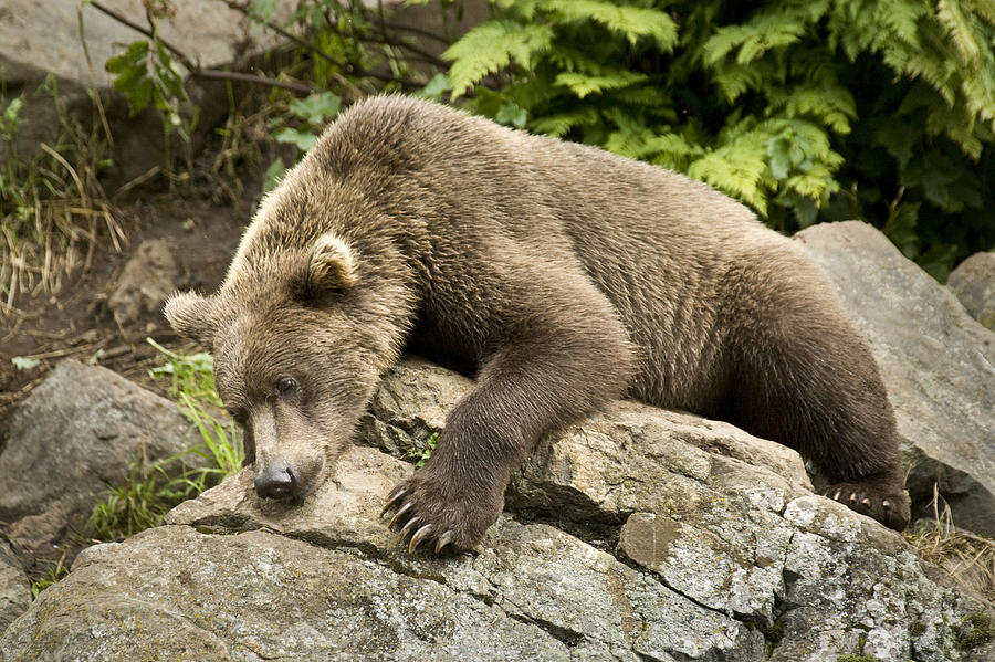 Wildlife Photograph - Brown Bear Resting On A Rock In The Sun by Jim Kohl