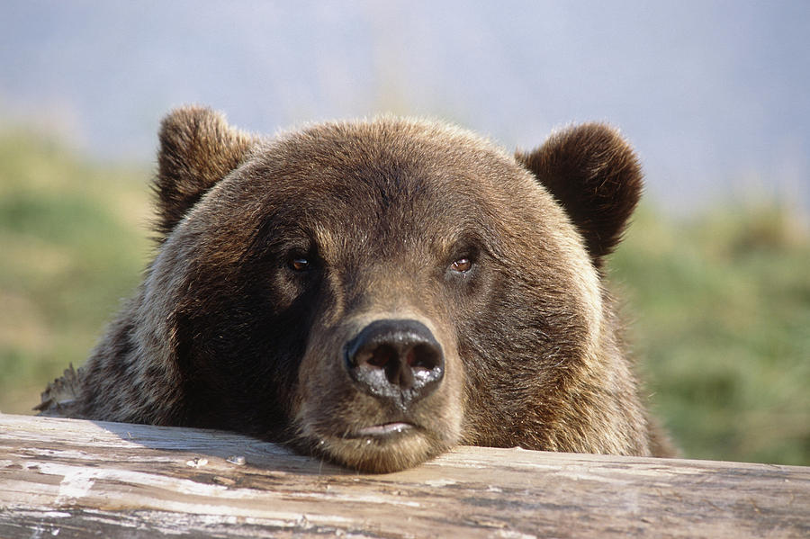 Wildlife Photograph - Brown Bear Resting On Log Alaska by Doug Lindstrand