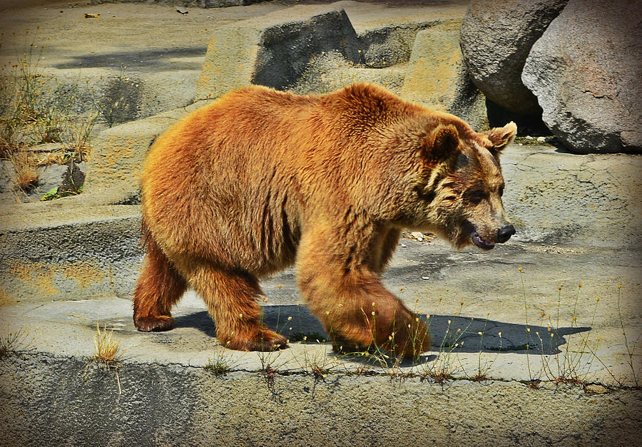 Brown bear Photograph by Rumiana Nikolova