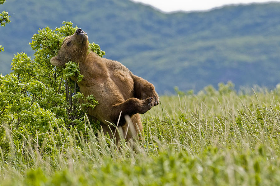 Katmai National Park Photograph - Brown Bear Scratches Their Back On A by Cathy Hart