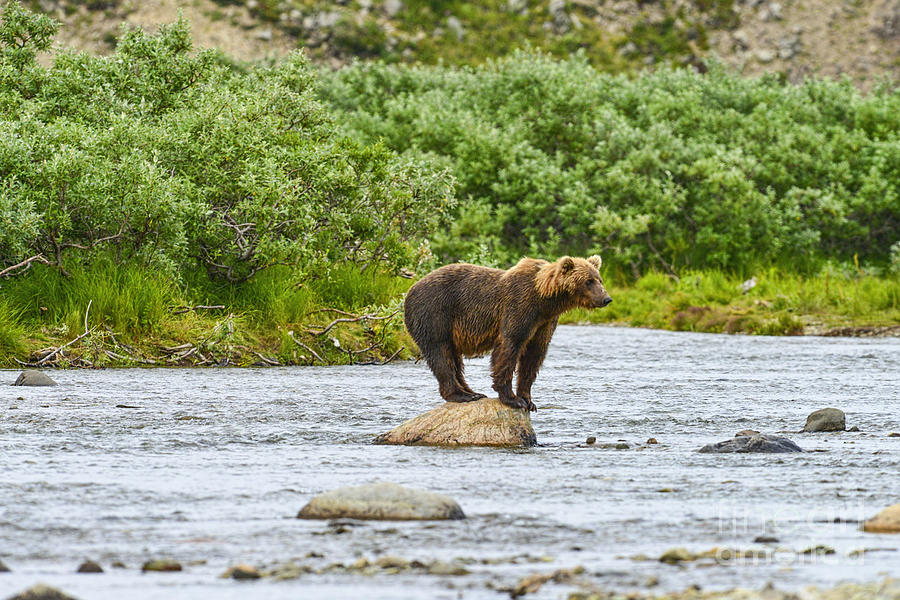 Brown Bear Searching For Salmon On Rock Photograph by Dan Friend