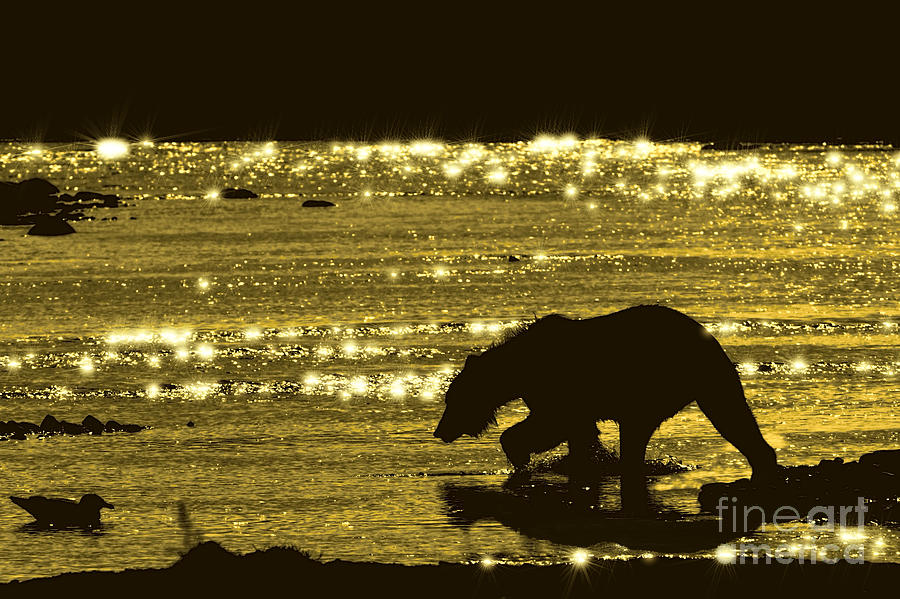Brown bear searching salmon in evening Photograph by Dan Friend