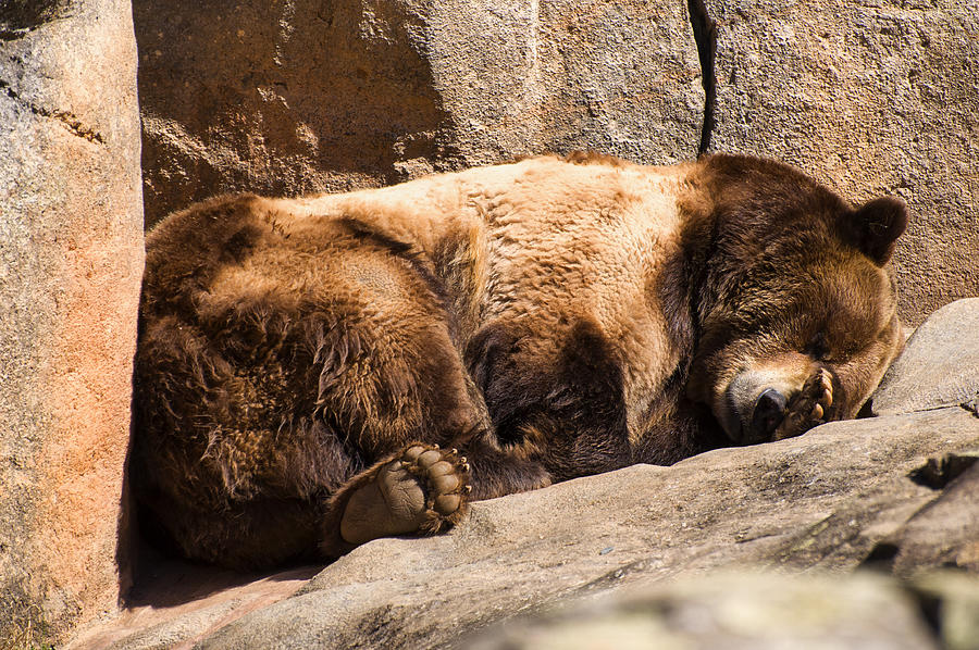 Brown Bear Sleeping Photograph by Flees Photos
