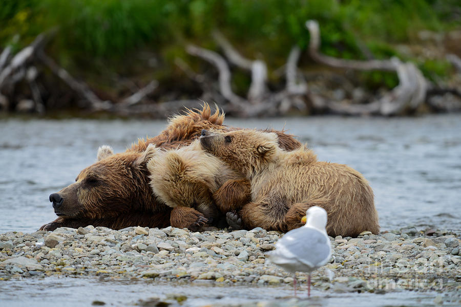 Brown bear sleeping middle of Funnel Creek Photograph by Dan Friend