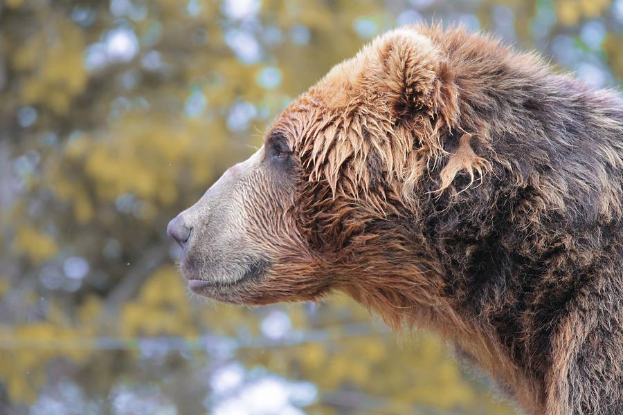 Brown Bear Smile Photograph by Dan Sproul