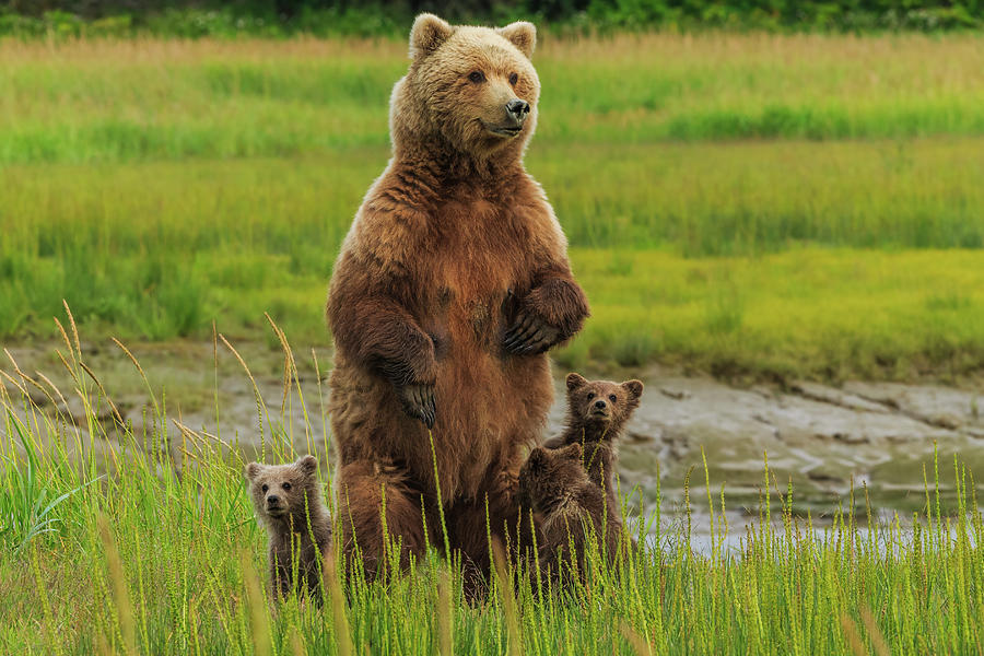 Brown Bear Sow And Cubs, Lake Clark Photograph by Mint Images/ Art Wolfe