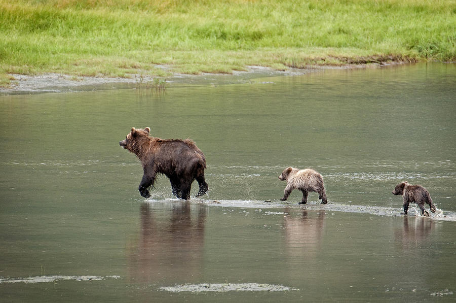 Lake Clark National Park Photograph - Brown Bear Sow Walks Across A Stream by Cathy Hart
