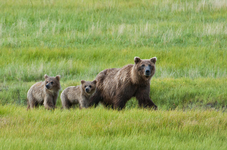 Brown Bear Sow Walks With Her Cubs Photograph by Cathy Hart