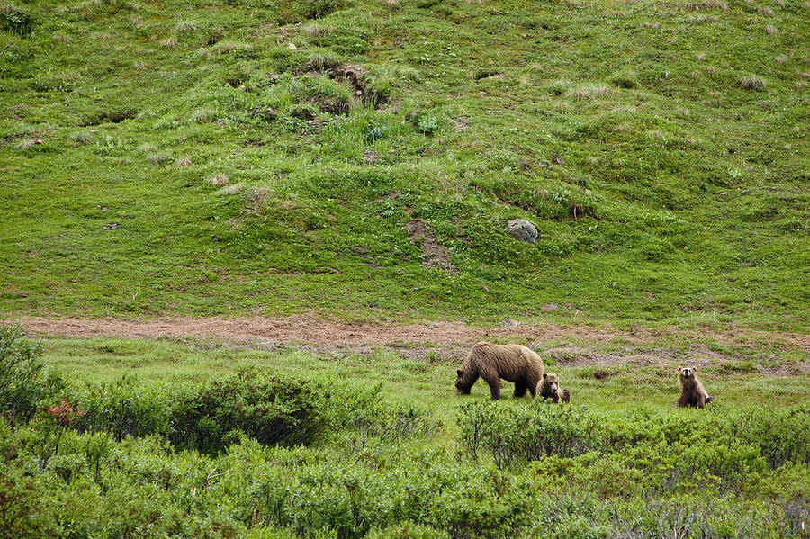 Brown Bear Sow With Two Cubs, Denali Photograph by Kevin Smith