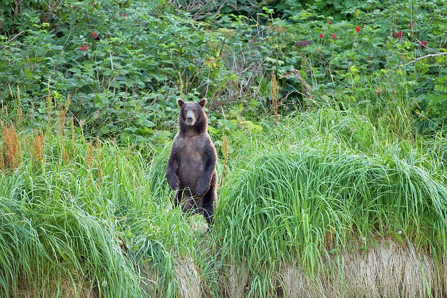 Brown Bear Standing In Grass Photograph by Science Photo Library Brown Bear Standing In Grass Photograph by Science Photo Library