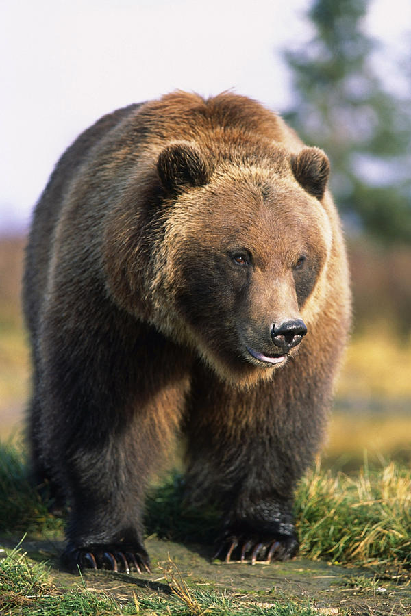 Brown Bear Standing In The Grass Photograph by Doug Lindstrand - Fine ...