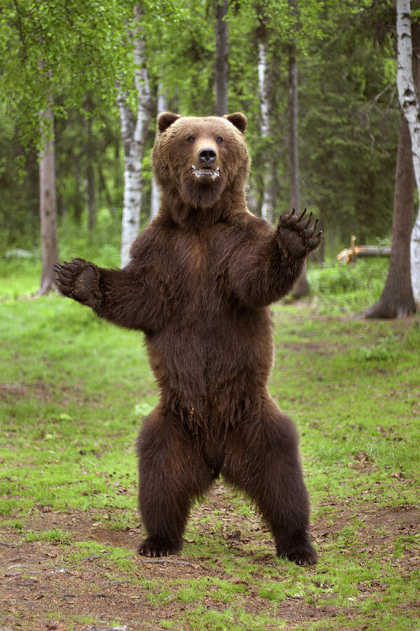 Standing Bear Roaring