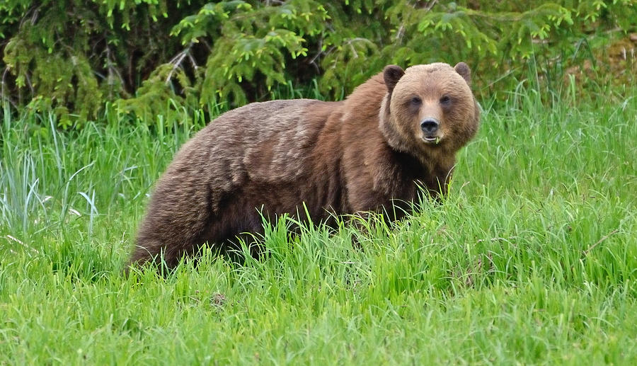 Brown Bear Stare Alaska Photograph by Tom Wurl