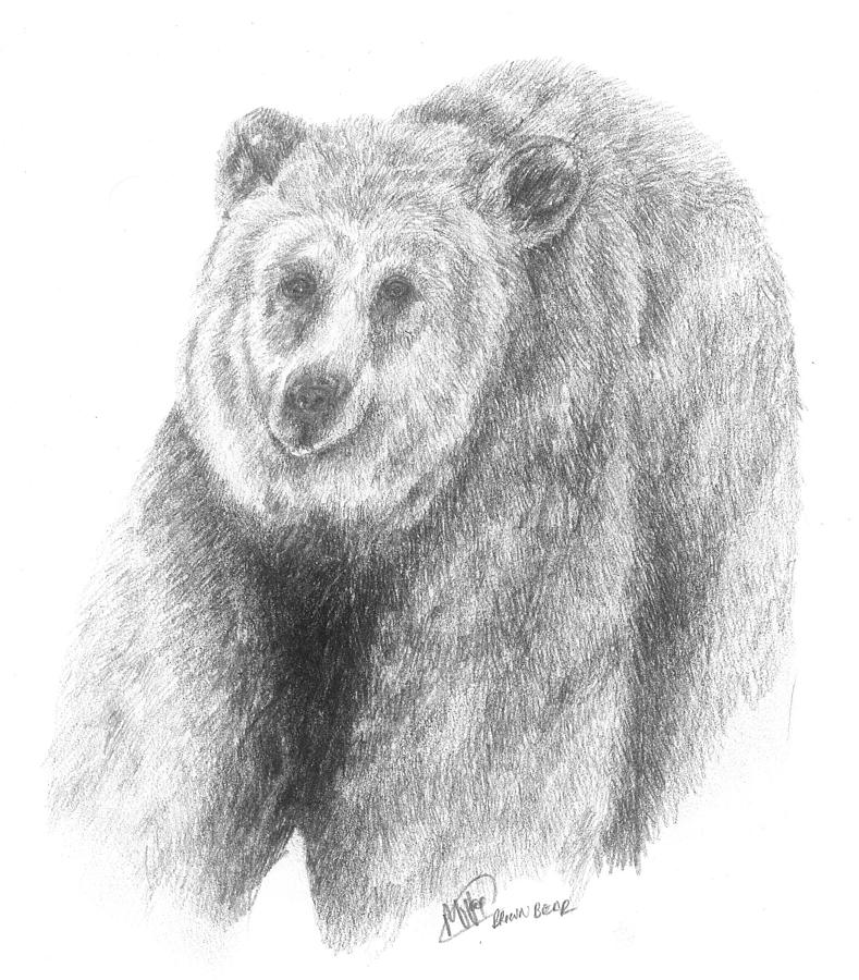 Brown bear study Drawing by Meagan  Visser