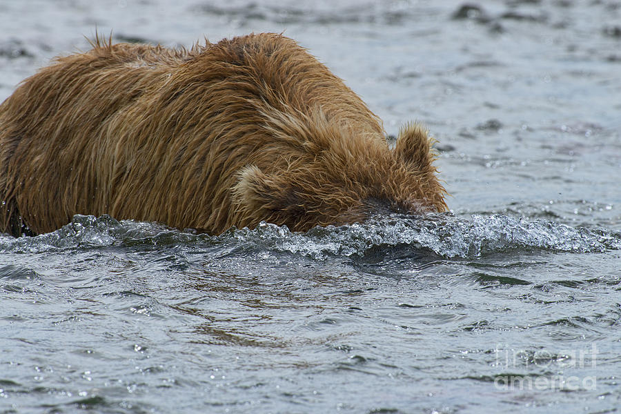 Brown bear submarine  Photograph by Dan Friend