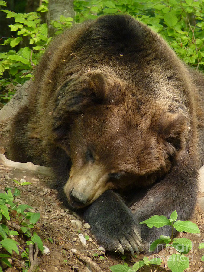 Brown Bear - Time for a snooze Photograph by Phil Banks