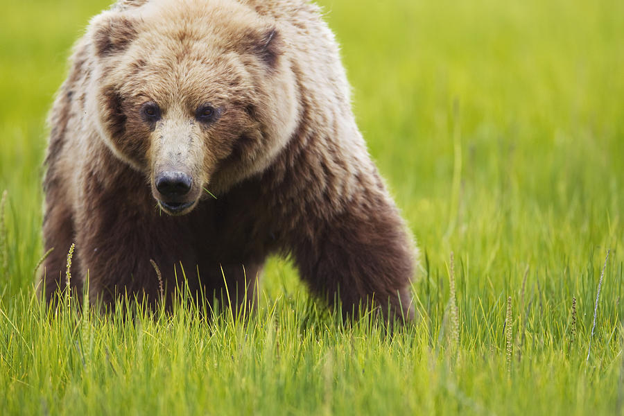 Brown Bear Up Close At Lake Clarke Photograph by Richard Wear