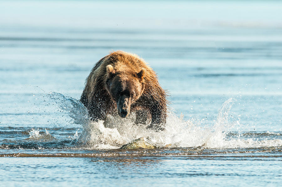 Brown Bear  Ursus Arctos  Chasing Fish Photograph by Deb Garside