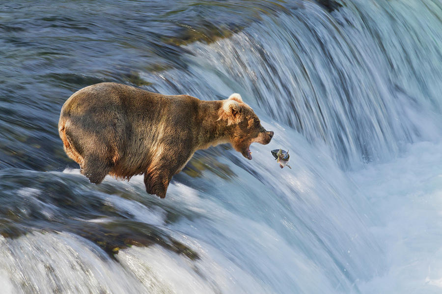 Katmai National Park Photograph - Brown Bear  Ursus Arctos by Gary Schultz